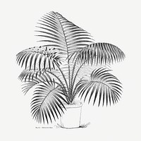 Vintage palm tree drawing. Digitally enhanced from our own original copy of Les Palmiers Histoire Iconographique (1878), illustrated by Oswald de Kerchove de Denterghem 