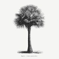 Vintage palm tree drawing. Digitally enhanced from our own original copy of Les Palmiers Histoire Iconographique (1878), illustrated by Oswald de Kerchove de Denterghem 