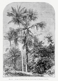 Classic nature landscape drawing with palm trees. Digitally enhanced from our own original copy of Les Palmiers Histoire Iconographique (1878), illustrated by Oswald de Kerchove de Denterghem 