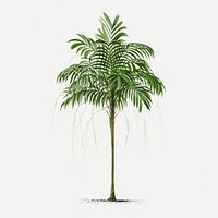 Palm tree illustration clipart, vintage tropical design in green, classic psd collage element