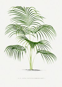 Vintage palm tree illustration. Digitally enhanced from our own original copy of Les Palmiers Histoire Iconographique (1878), illustrated by Oswald de Kerchove de Denterghem 