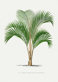 Vintage palm tree illustration. Digitally enhanced from our own original copy of Les Palmiers Histoire Iconographique (1878), illustrated by Oswald de Kerchove de Denterghem 