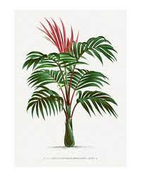 Palm tree art print, vintage illustration, remixed from our own original copy of Les Palmiers Histoire Iconographique (1878), illustrated by Oswalde Kerchove de Denterghem
