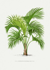 Vintage palm tree illustration. Digitally enhanced from our own original copy of Les Palmiers Histoire Iconographique (1878), illustrated by Oswald de Kerchove de Denterghem 