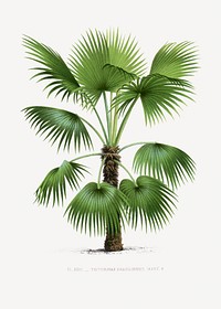 Vintage palm tree illustration. Digitally enhanced from our own original copy of Les Palmiers Histoire Iconographique (1878), illustrated by Oswald de Kerchove de Denterghem 