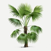 Palm tree sticker, vintage tropical clip art in green, classic psd collage element