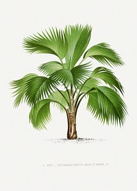 Vintage palm tree illustration. Digitally enhanced from our own original copy of Les Palmiers Histoire Iconographique (1878), illustrated by Oswald de Kerchove de Denterghem 