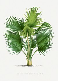 Vintage palm tree illustration. Digitally enhanced from our own original copy of Les Palmiers Histoire Iconographique (1878), illustrated by Oswald de Kerchove de Denterghem 