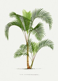 Vintage palm tree illustration. Digitally enhanced from our own original copy of Les Palmiers Histoire Iconographique (1878), illustrated by Oswald de Kerchove de Denterghem 