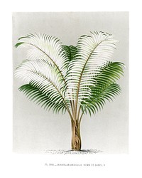 Palm tree art print, vintage illustration, remixed from our own original copy of Les Palmiers Histoire Iconographique (1878), illustrated by Oswalde Kerchove de Denterghem