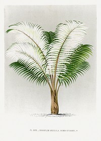 Vintage palm tree illustration. Digitally enhanced from our own original copy of Les Palmiers Histoire Iconographique (1878), illustrated by Oswald de Kerchove de Denterghem 