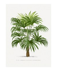 Palm tree art print, vintage illustration, remixed from our own original copy of Les Palmiers Histoire Iconographique (1878), illustrated by Oswalde Kerchove de Denterghem