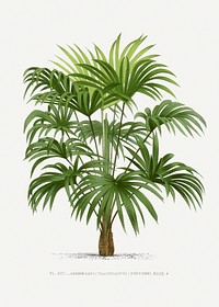 Vintage palm tree illustration. Digitally enhanced from our own original copy of Les Palmiers Histoire Iconographique (1878), illustrated by Oswald de Kerchove de Denterghem 