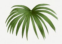 Palm leaf illustration, vintage botanical drawing in green watercolor