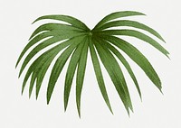 Palm leaf clip art, aesthetic botanical illustration in green, psd collage element