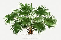 Vintage palm tree illustration. Digitally enhanced from our own original copy of Les Palmiers Histoire Iconographique (1878), illustrated by Oswald de Kerchove de Denterghem 