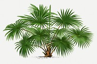 Palm tree illustration sticker, vintage tropical clip art in green, classic psd collage element