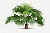 Vintage palm tree illustration. Digitally enhanced from our own original copy of Les Palmiers Histoire Iconographique (1878), illustrated by Oswald de Kerchove de Denterghem 