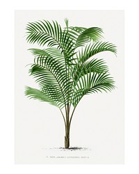 Palm tree art print, vintage illustration, remixed from our own original copy of Les Palmiers Histoire Iconographique (1878), illustrated by Oswalde Kerchove de Denterghem