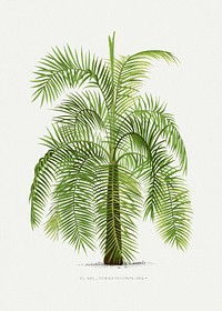 Vintage palm tree illustration. Digitally enhanced from our own original copy of Les Palmiers Histoire Iconographique (1878), illustrated by Oswald de Kerchove de Denterghem 