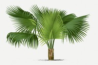 Tropical tree sticker, vintage palm leaves in green, classic psd collage element
