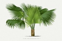 Vintage palm tree illustration. Digitally enhanced from our own original copy of Les Palmiers Histoire Iconographique (1878), illustrated by Oswald de Kerchove de Denterghem 