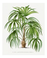 Palm tree art print, vintage illustration, remixed from our own original copy of Les Palmiers Histoire Iconographique (1878), illustrated by Oswalde Kerchove de Denterghem