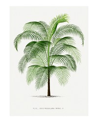 Palm tree art print, vintage illustration, remixed from our own original copy of Les Palmiers Histoire Iconographique (1878), illustrated by Oswalde Kerchove de Denterghem