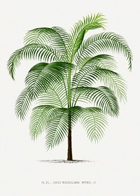 Vintage palm tree illustration. Digitally enhanced from our own original copy of Les Palmiers Histoire Iconographique (1878), illustrated by Oswald de Kerchove de Denterghem 