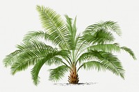 Palm tree sticker, vintage tropical clip art in green, classic psd collage element