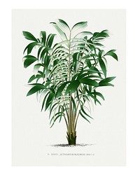 Palm tree art print, vintage illustration, remixed from our own original copy of Les Palmiers Histoire Iconographique (1878), illustrated by Oswalde Kerchove de Denterghem