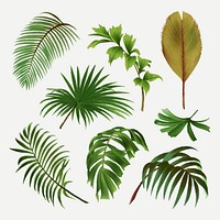 Palm leaf clip art, aesthetic botanical illustration in green, vector collage element set