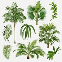 Vintage palm tree set, aesthetic botanical illustration, psd collage elements