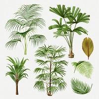 Palm tree set, vintage botanical illustration, psd collage elements