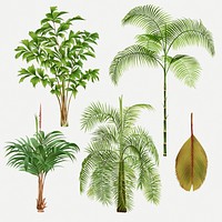 Vintage palm tree set, aesthetic botanical illustration, psd collage elements