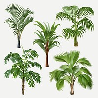 Palm tree clip art, aesthetic botanical illustration, vector collage element set