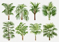 Vintage palm tree set, aesthetic botanical illustration, psd collage elements