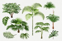 Palm tree set, aesthetic botanical illustration, psd collage elements