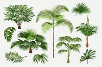 Palm tree clip art, aesthetic botanical illustration, vector collage element set