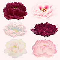 Aesthetic peony flower sticker, floral clipart vector set