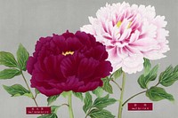 Pink & fuchsia peonies, vintage flower print from The Picture Book of Peonies by the Niigata Prefecture, Japan. Digitally enhanced from our own original 1939 edition of the woodblock prints folio. 