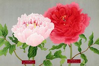 Vintage peony flowers in pink & red, print from The Picture Book of Peonies by the Niigata Prefecture, Japan. Digitally enhanced from our own original 1939 edition of the woodblock prints folio. 