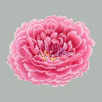 Aesthetic peony flower sticker, floral clipart psd