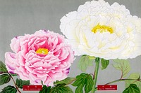 Pink & white peonies, vintage flower print from The Picture Book of Peonies by the Niigata Prefecture, Japan. Digitally enhanced from our own original 1939 edition of the woodblock prints folio. 