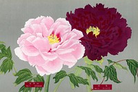 Vintage peony flowers in pink & fuchsia, print from The Picture Book of Peonies by the Niigata Prefecture, Japan. Digitally enhanced from our own original 1939 edition of the woodblock prints folio. 