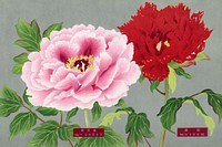 Peony blossom, pink & red flower, vintage print from The Picture Book of Peonies by the Niigata Prefecture, Japan. Digitally enhanced from our own original 1939 edition of the woodblock prints folio. 