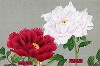 Vintage peony flowers in white & red, print from The Picture Book of Peonies by the Niigata Prefecture, Japan. Digitally enhanced from our own original 1939 edition of the woodblock prints folio. 