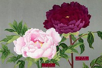 Japanese pink & fuchsia peony flowers, vintage floral print from The Picture Book of Peonies by the Niigata Prefecture, Japan. Digitally enhanced from our own original 1939 edition of the woodblock prints folio. 