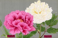 Japanese pink & white peony flowers, vintage floral print from The Picture Book of Peonies by the Niigata Prefecture, Japan. Digitally enhanced from our own original 1939 edition of the woodblock prints folio. 