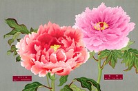 Peony blossom, pink & red flower, vintage print from The Picture Book of Peonies by the Niigata Prefecture, Japan. Digitally enhanced from our own original 1939 edition of the woodblock prints folio. 